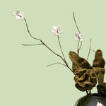 White Cherry Blossom Branch  & Leaves  Large Vase
